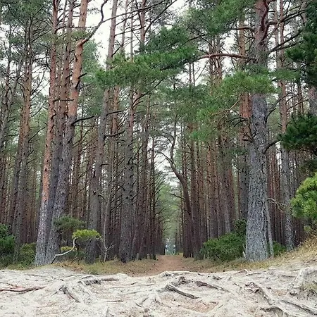 Viksvu Apartamentai Palangoje Butas *